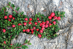 Cotoneaster microphyllus